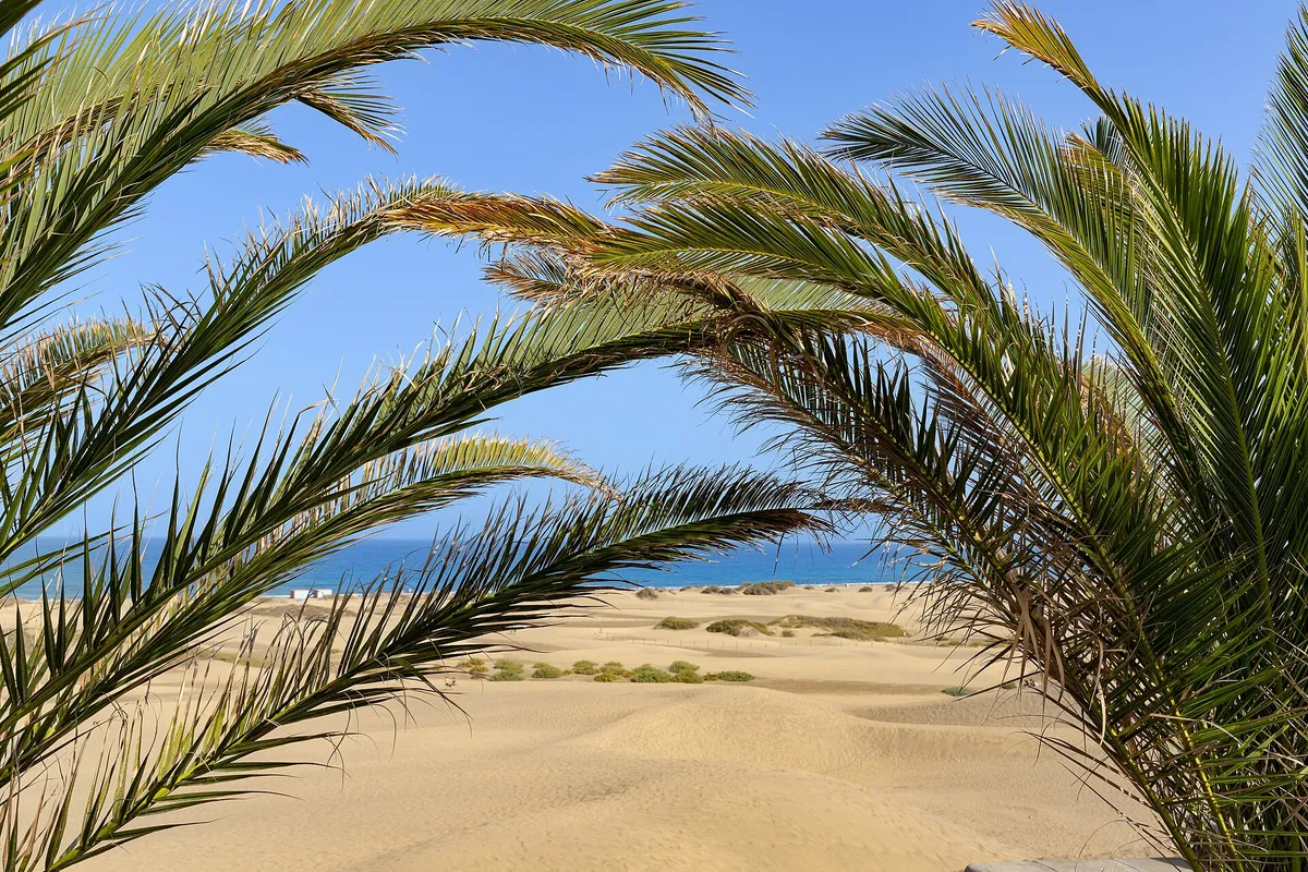 Palms at Maspalomas Dunes, Gran Canaria (52758154288)